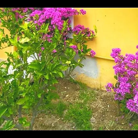 Uzun Ayvalı